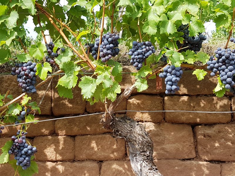 Genusswanderung durch das Remstal